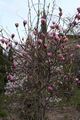 Magnolia soulangeana Lennei-4 Magnolia pośrednia